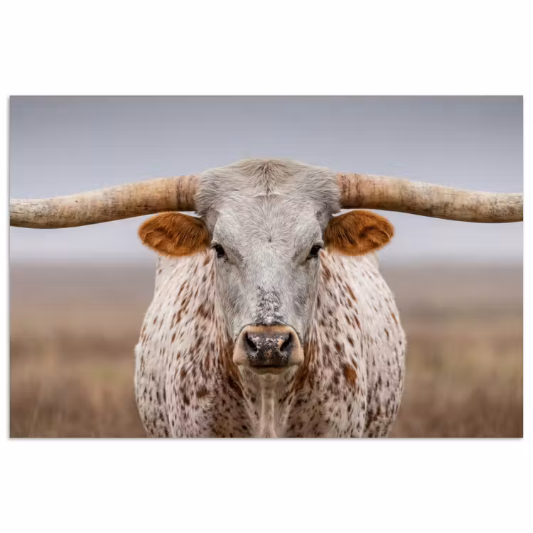 Longhorn - Grasveld - Dier poster papier klein -3d
