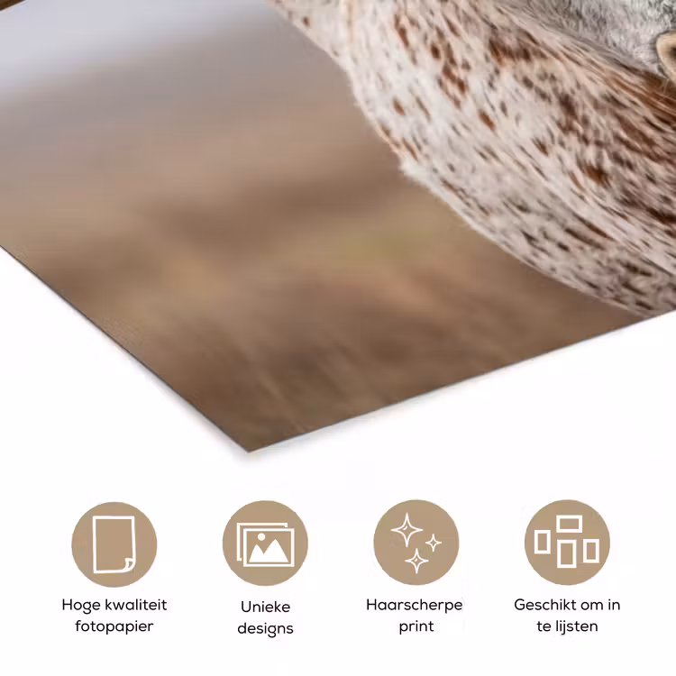 Longhorn - Grasveld - Dier poster papier klein -closeup_NL
