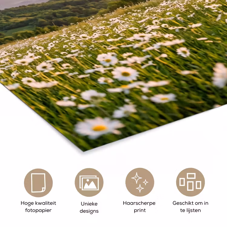 Madelief - Veld - Heuvels - Groen poster papier klein -closeup_NL