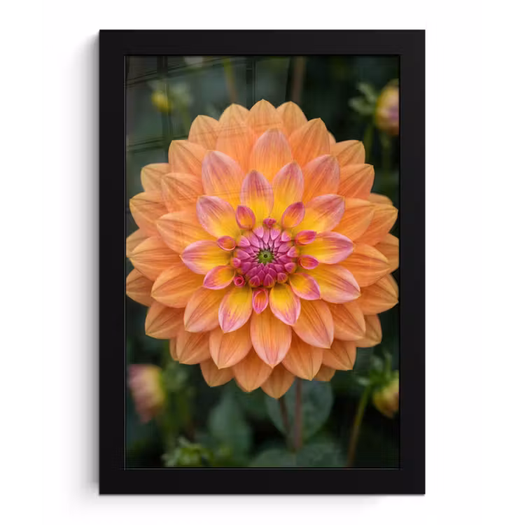 Dahlia - Bloem - Oranje fotolijst zwart zonder passe partout klein -3d