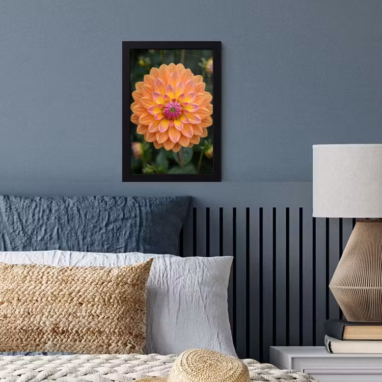 Dahlia - Bloem - Oranje fotolijst zwart zonder passe partout klein -sfeer3