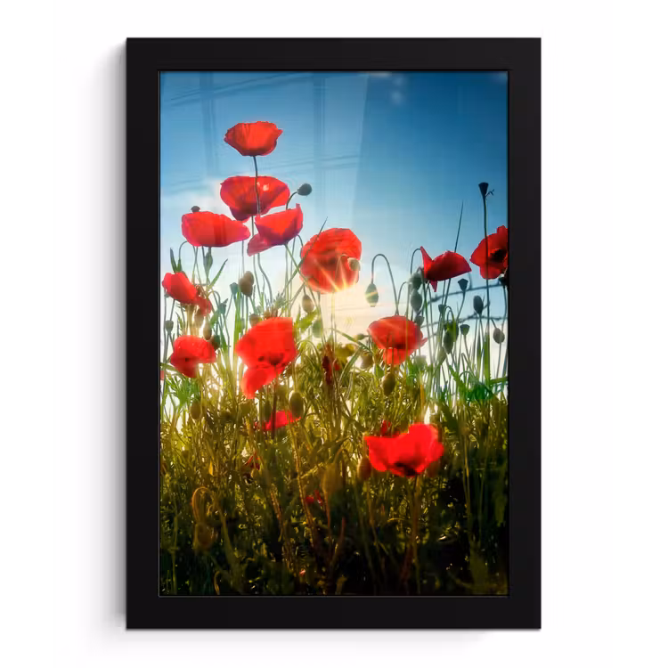 Klaprozen - Toscane - Zon - Rood - Blauw fotolijst zwart zonder passe partout klein -3d