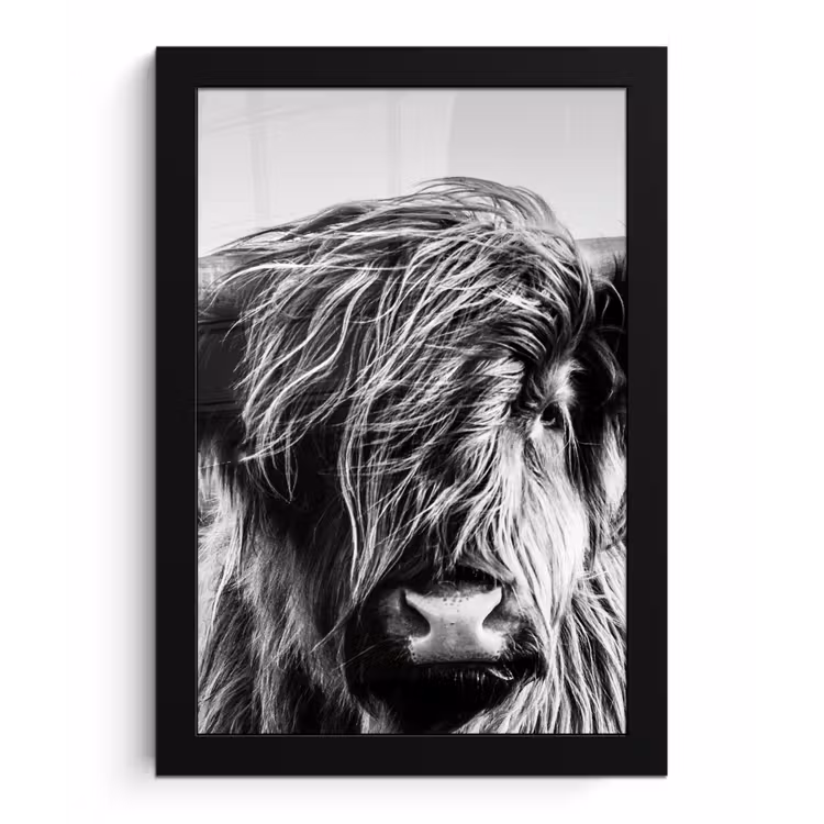 Koe - Schotse hooglander - Zwart - Wit - Dier - Natuur - Wild fotolijst zwart zonder passe partout klein -3d