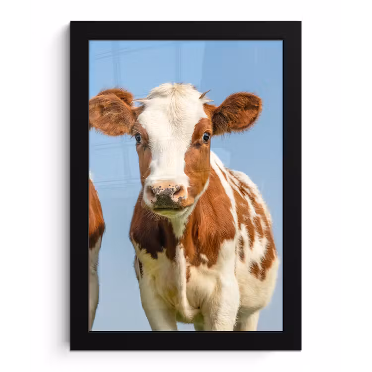 Koeien - Lucht - Dieren - Boerderij - Portret fotolijst zwart zonder passe partout klein -3d