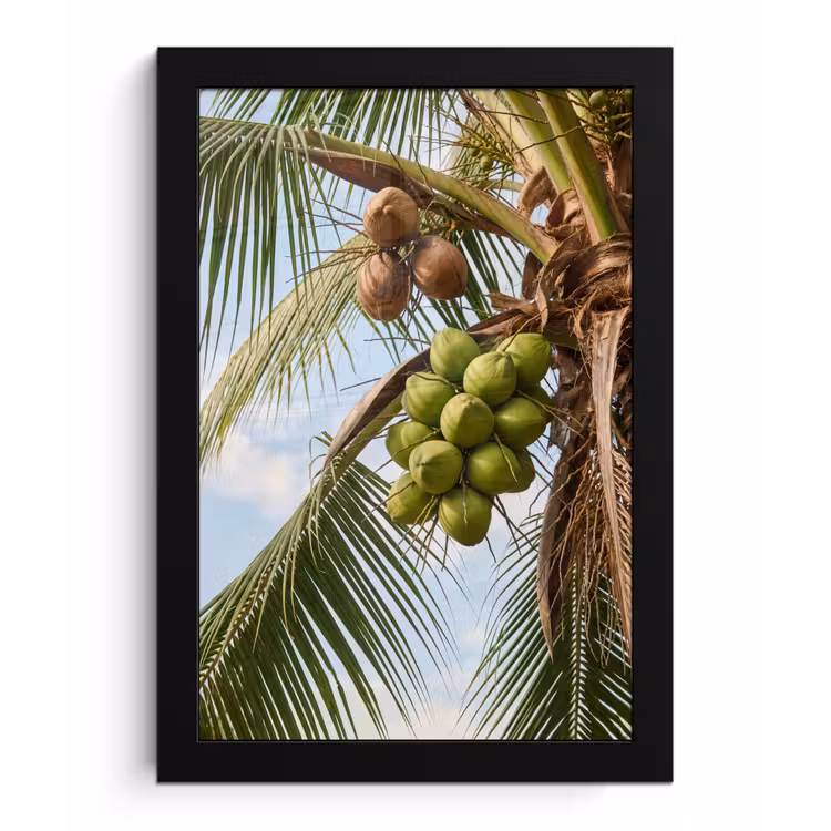Kokosnoot - Boom - Tropisch - Natuur - Groen fotolijst zwart zonder passe partout klein -3d