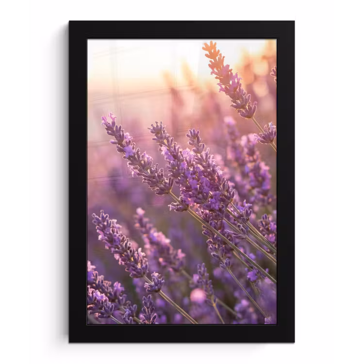 Lavendel - Paars - Zonlicht fotolijst zwart zonder passe partout klein -3d