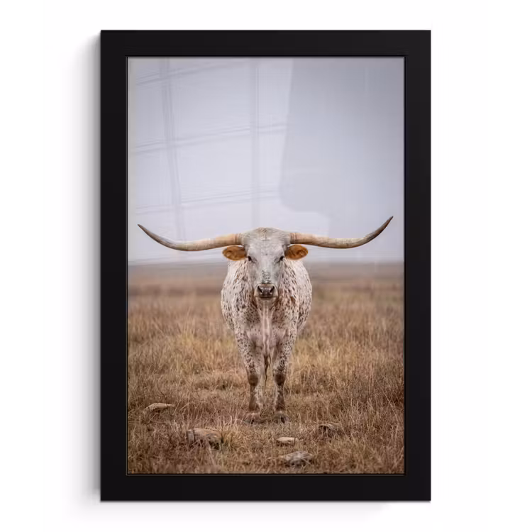 Longhorn - Grasveld - Dier fotolijst zwart zonder passe partout klein -3d