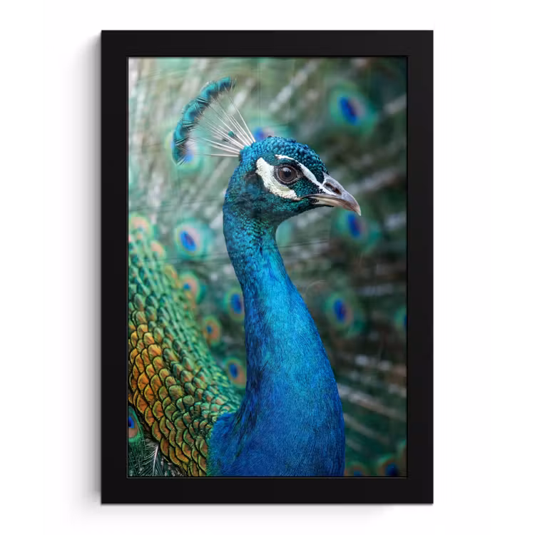 Pauw - Veren - Blauw fotolijst zwart zonder passe partout klein -3d