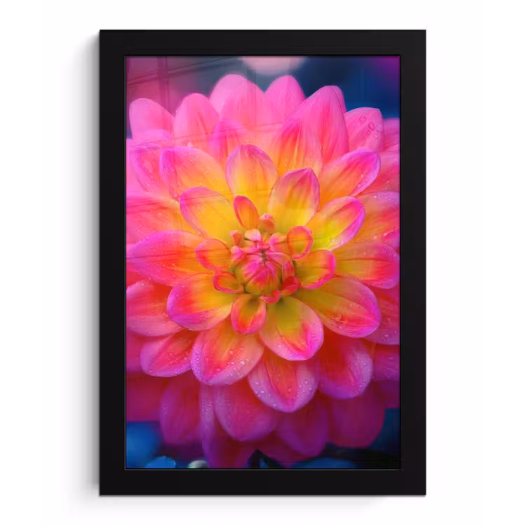 Roze - Dahlia - Kleurrijk fotolijst zwart zonder passe partout klein -3d