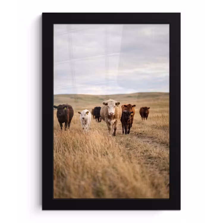 Runderen - Kudde - Landschap - Weide - Rustig fotolijst zwart zonder passe partout klein -3d