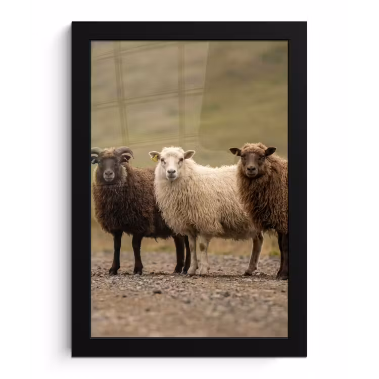 Schapen - Bruin - Wit - Grindpad fotolijst zwart zonder passe partout klein -3d