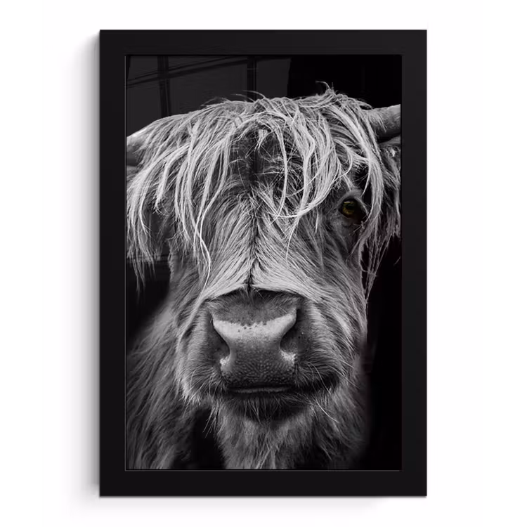 Schotse Hooglander - Horens - Zwart - Wit - Koe - Wild - Dieren fotolijst zwart zonder passe partout klein -3d