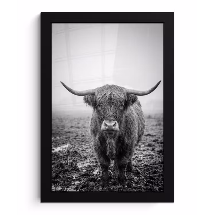 Schotse hooglander - Zwart - Wit - Gras fotolijst zwart zonder passe partout klein -3d