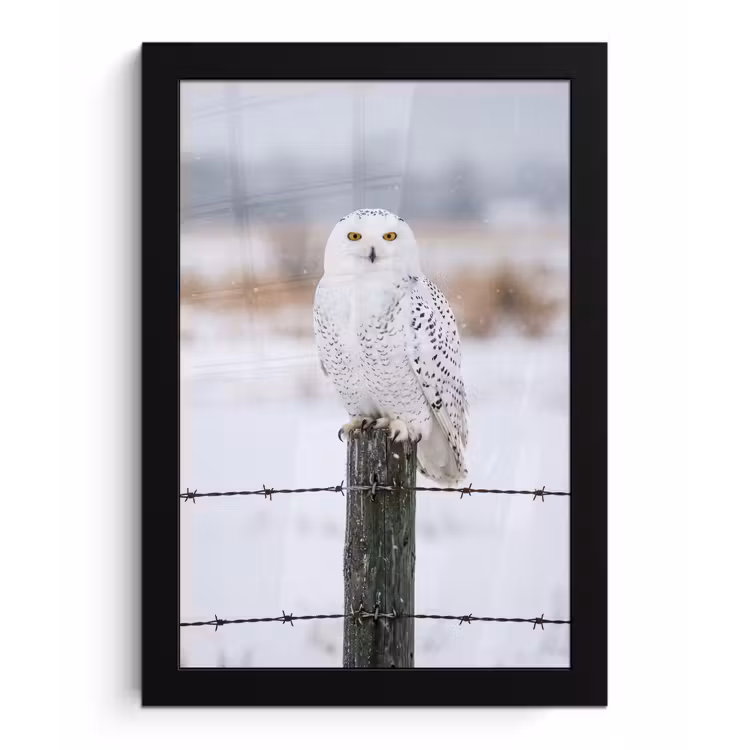 Sneeuwuil - Hek - Sneeuw - Wit fotolijst zwart zonder passe partout klein -3d