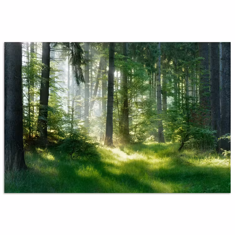 Natuur - Bomen - Bos - Groen - Zon - Gras - Planten poster papier klein -3d
