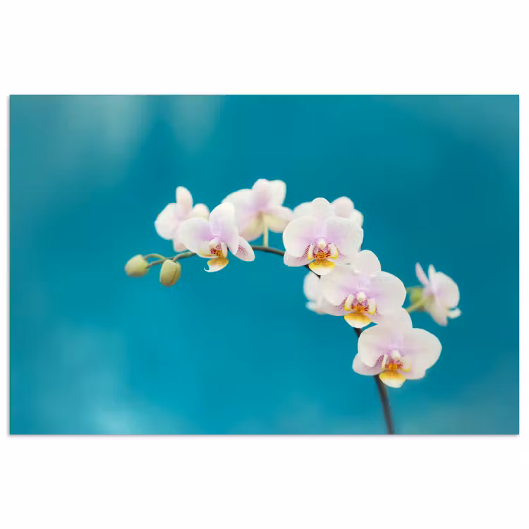 Orchidee - Bloemen - Plant - Wit - Paars poster papier klein -3d