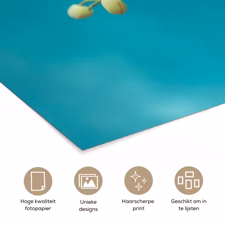 Orchidee - Bloemen - Plant - Wit - Paars poster papier klein -closeup_NL