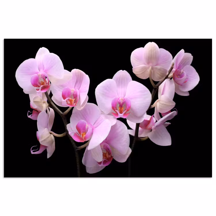Orchidee - Bloemen - Roze - Flora poster papier klein -3d