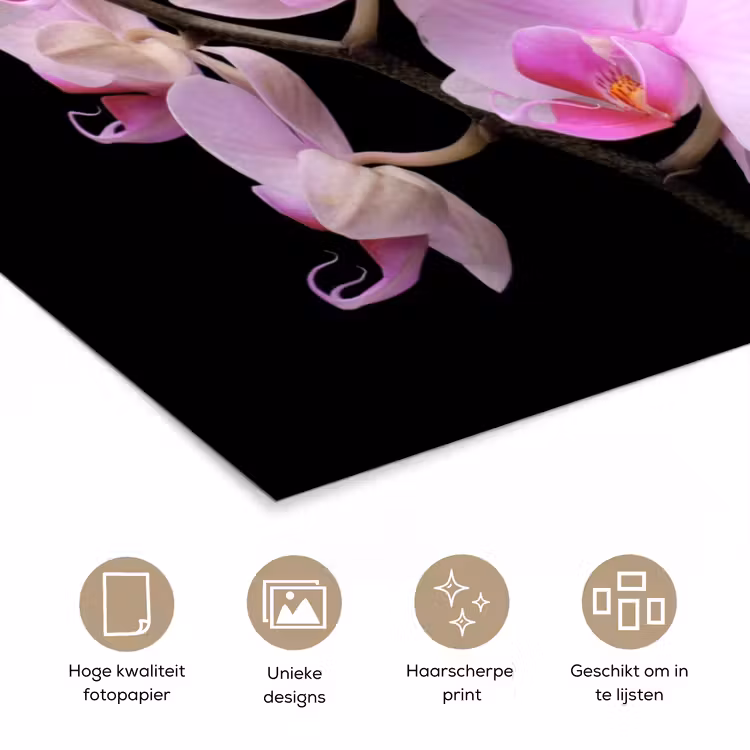 Orchidee - Bloemen - Roze - Flora poster papier klein -closeup_NL