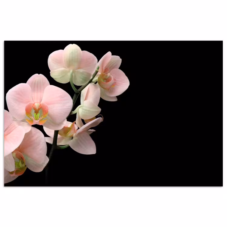 Orchidee - Bloemen - Roze - Stilleven - Flora poster papier klein -3d