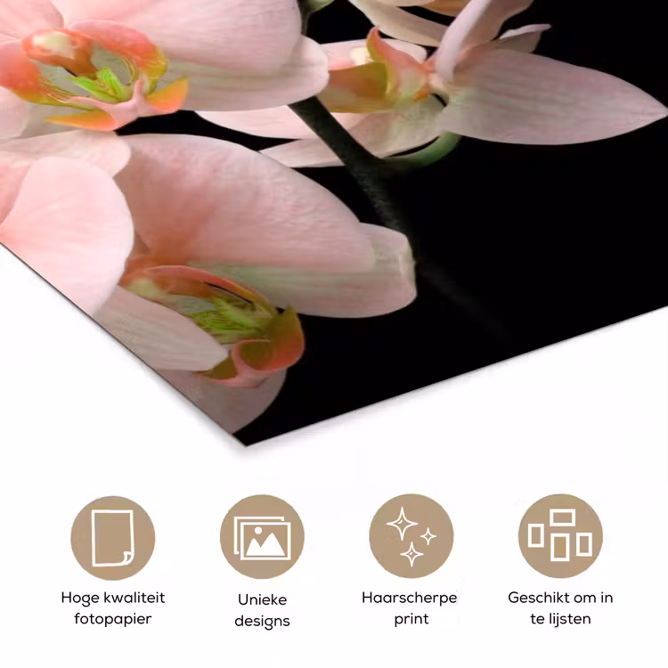 Orchidee - Bloemen - Roze - Stilleven - Flora poster papier klein -closeup_NL