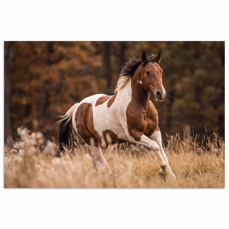 Paard - Bruin - Gras poster papier klein -3d