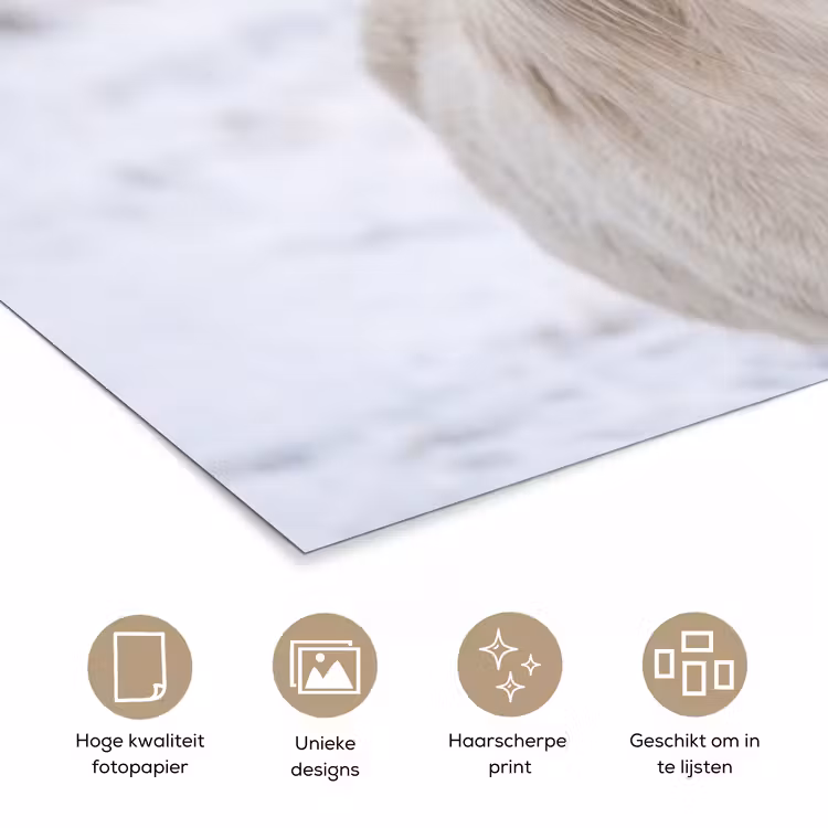 Paard - Kop - Winter - Dieren - Wit poster papier klein -closeup_NL