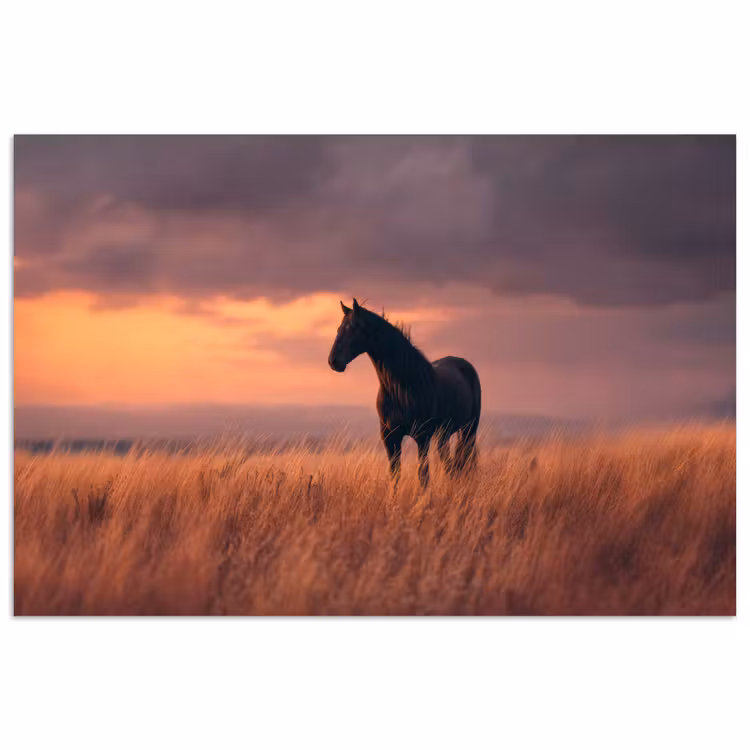 Paard - Wolken - Open veld poster papier klein -3d