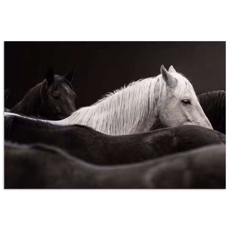 Paarden - Zwart - Wit - Kudde poster papier klein -3d