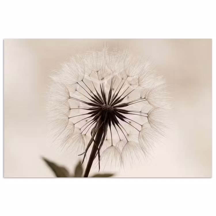 Paardenbloem - Minimalistisch - Wit poster papier klein -3d