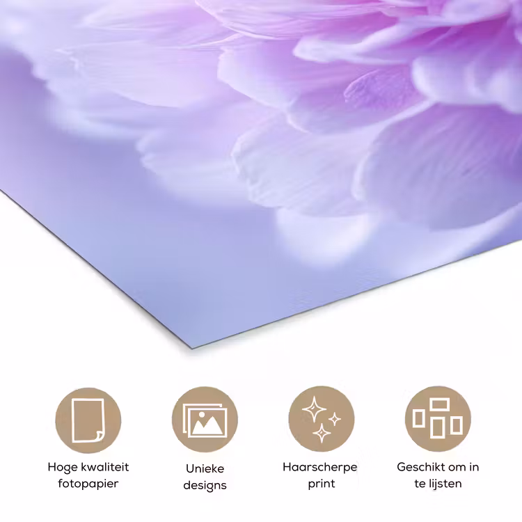 Paars - Dahlia - Dromerig poster papier klein -closeup_NL