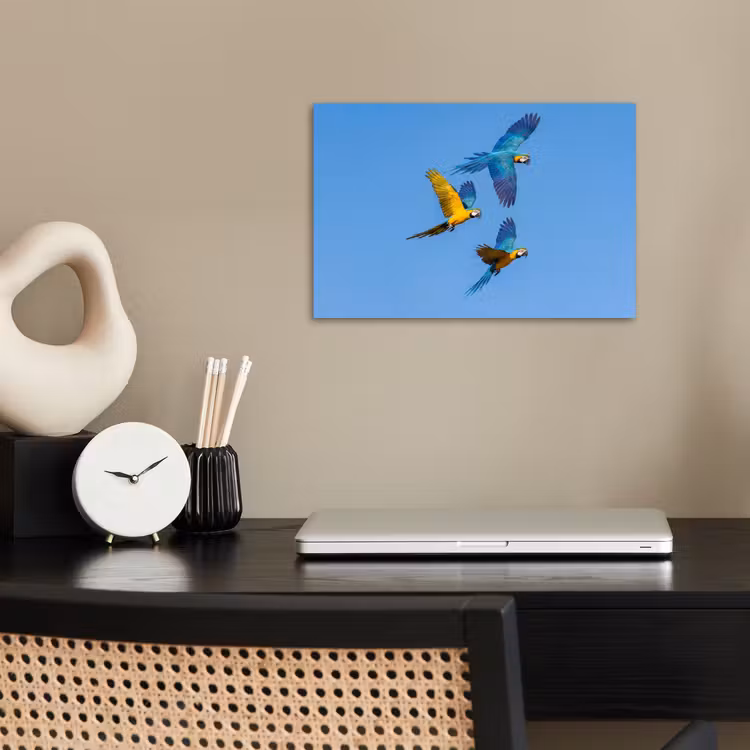 Papagaai - Vliegen - Blauw - Geel poster papier klein -sfeer1