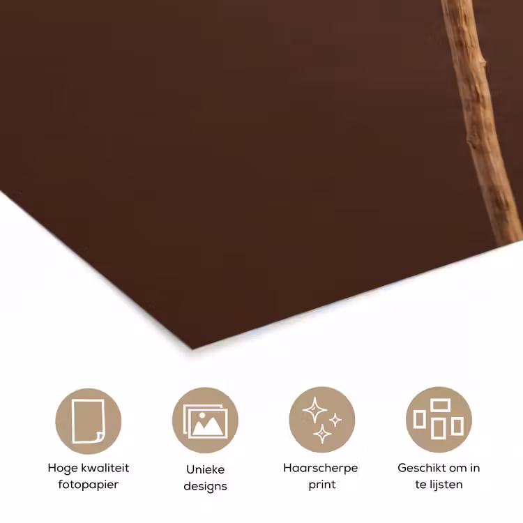 Papaverbol - Droogbloem - Bruin - Minimalistisch poster papier klein -closeup_NL