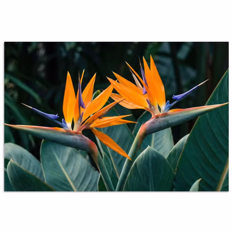 Paradijsvogel - Bloem - Exotisch poster papier klein -3d