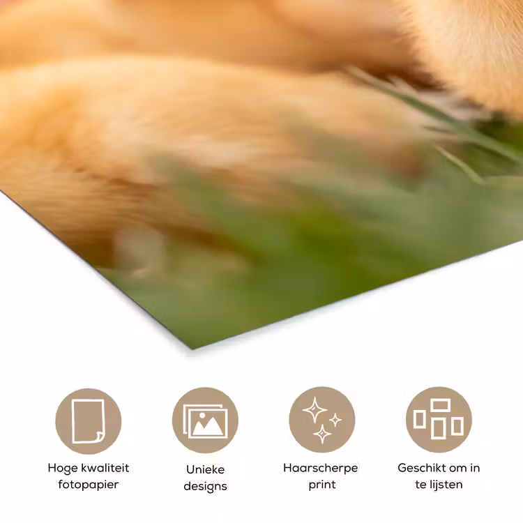 Pijltje - Eend - Natuur - Geel poster papier klein -closeup_NL
