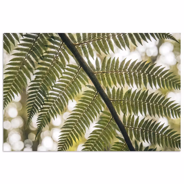 Plant - Blad - Natuur - Groen - Detail poster papier klein -3d