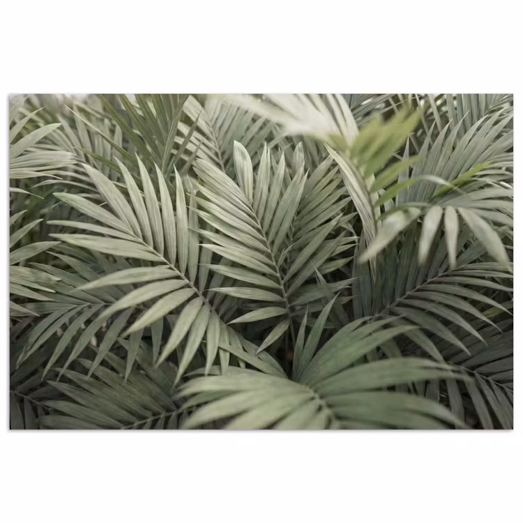 Plant - Palmbladeren - Natuur - Groen poster papier klein -3d