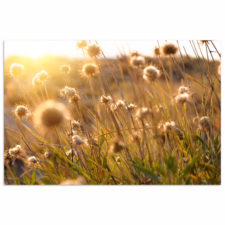 Planten - Natuur - Bloemen - Zon - Horizon poster papier klein -3d