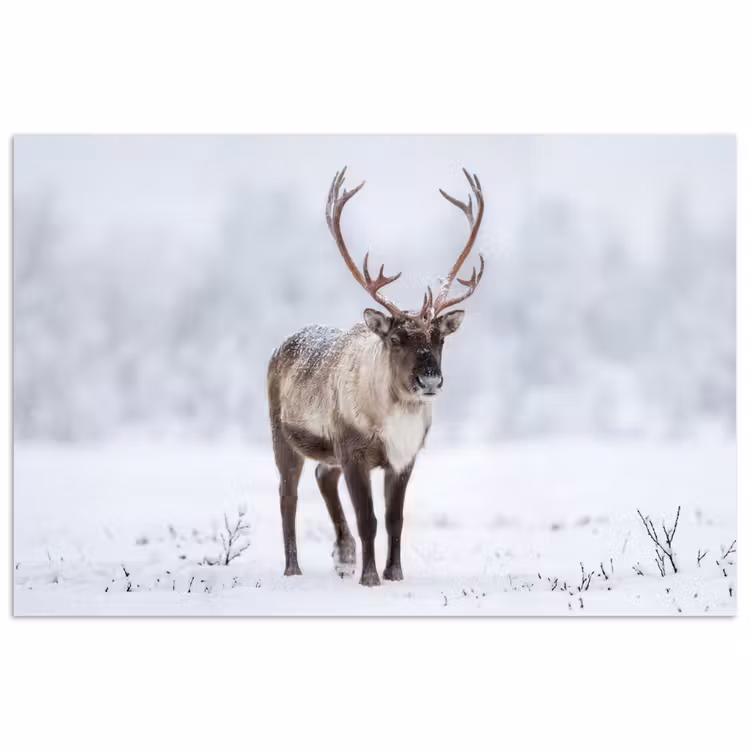 Rendier - Gewei - Toendra - Sneeuw - Wild poster papier klein -3d