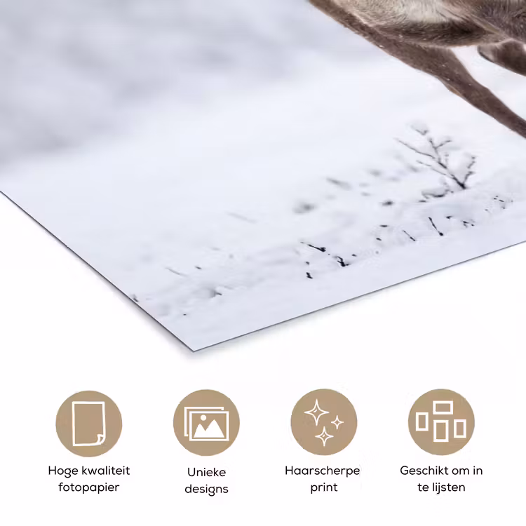Rendier - Gewei - Toendra - Sneeuw - Wild poster papier klein -closeup_NL