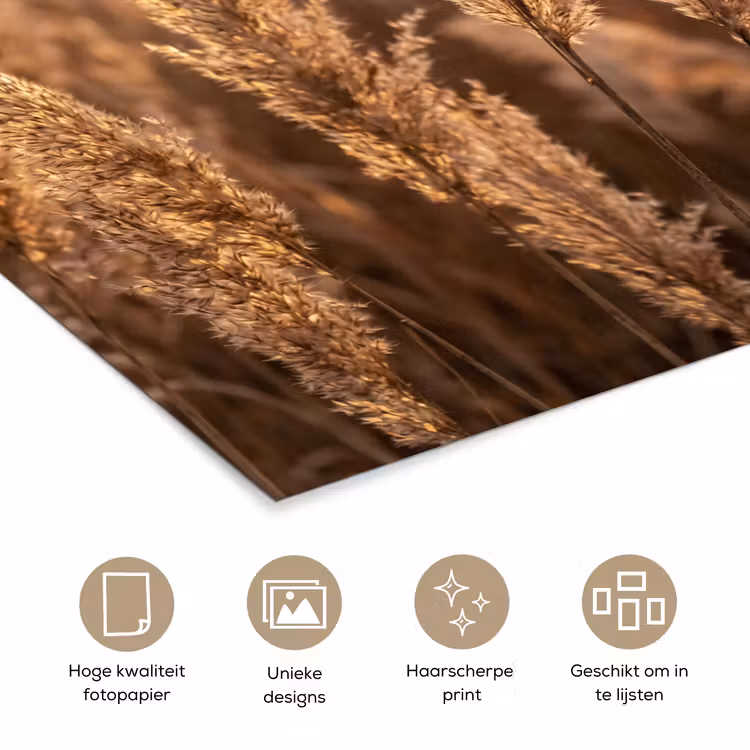Rietpluimen - Gras - Zonsondergang - Goud - Serene poster papier klein -closeup_NL