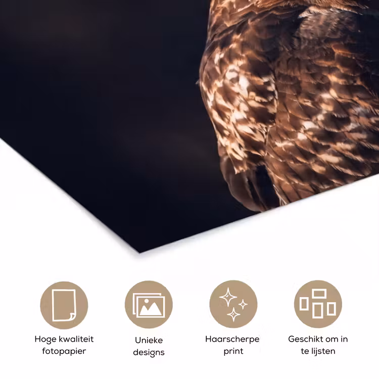 Roofvogel - Buizerd - Bruin poster papier klein -closeup_NL
