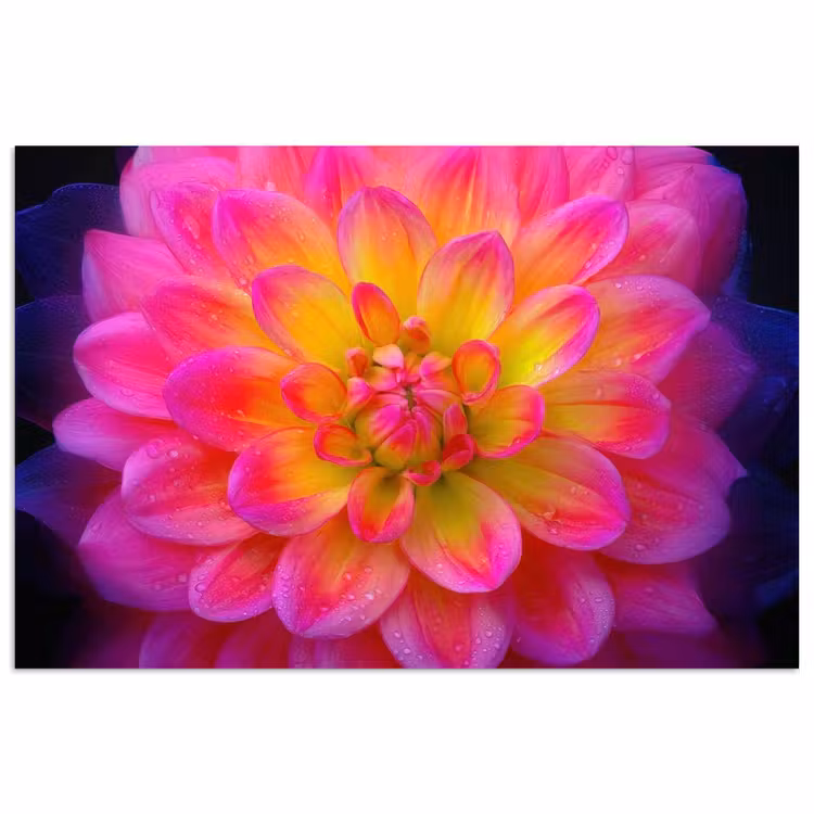Roze - Dahlia - Kleurrijk poster papier klein -3d