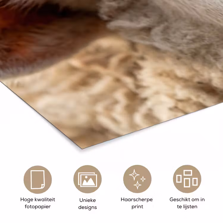 Schaap - Oog - Wit poster papier klein -closeup_NL