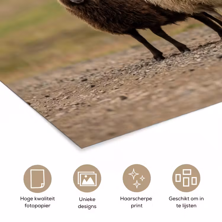 Schapen - Bruin - Wit - Grindpad poster papier klein -closeup_NL