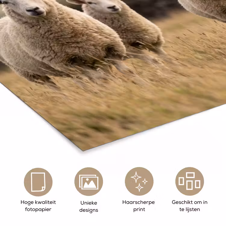 Schapen - Weidenlandschap - Heuvels poster papier klein -closeup_NL