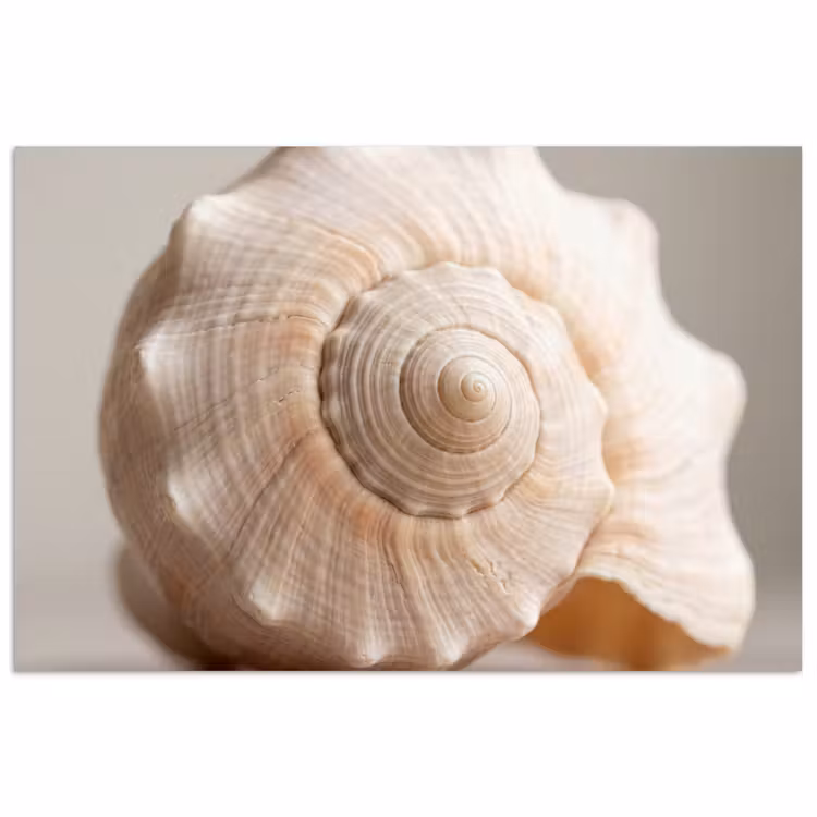 Schelp - Detail - Beige poster papier klein -3d