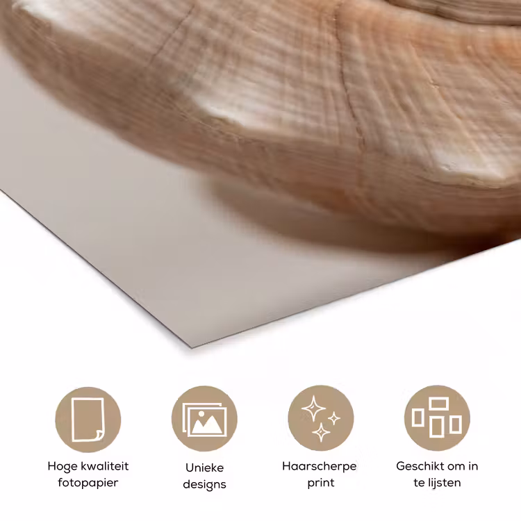 Schelp - Detail - Beige poster papier klein -closeup_NL