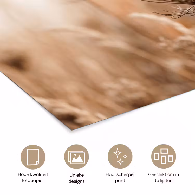 Schermbloem - Droogbloem - Winter - Beige - Minimalistisch poster papier klein -closeup_NL