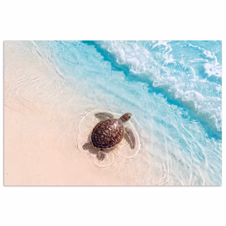 Schildpad - Helder water - Strand - Dieren - Natuur poster papier klein -3d
